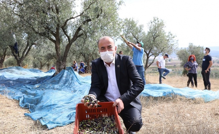 “Topraktan Halka Zeytinyağı”nda hasat başladı