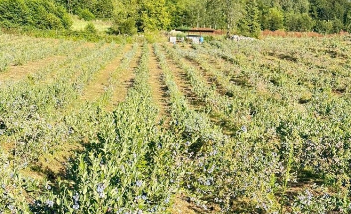 Uludağ Blueberry Birliği kuruldu: Yerli üretici için güç birliği