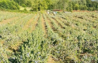 Uludağ Blueberry Birliği kuruldu: Yerli üretici...