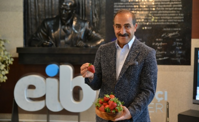 Çilek ihracatında yüzde 333’lük rekor artış