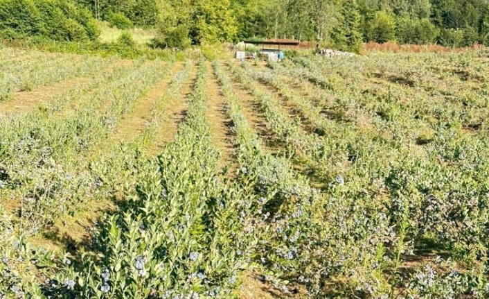 Uludağ Blueberry Birliği kuruldu: Yerli üretici için güç birliği